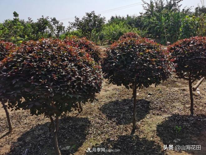 一個(gè)紅色一個(gè)金黃色在綠化景觀(guān)工程中的極品品種(圖2)