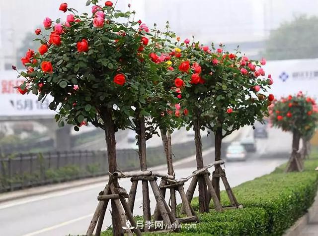 道路綠化的附屬景觀(guān)提升綠化栽植與養護(圖2)