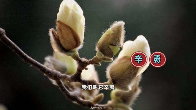 公園里種的玉蘭也是一味藥材，是真的嗎？(圖3)