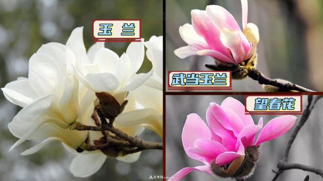 公園里種的玉蘭也是一味藥材，是真的嗎？(圖2)