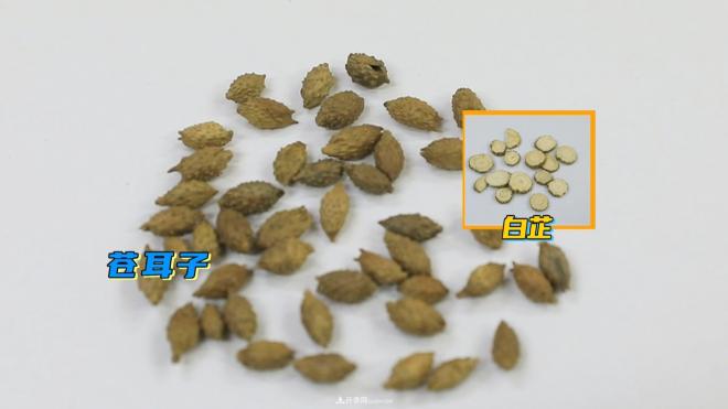公園里種的玉蘭也是一味藥材，是真的嗎？(圖6)