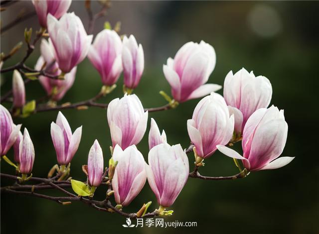 常見(jiàn)苗木植物知識普及之玉蘭(圖2)