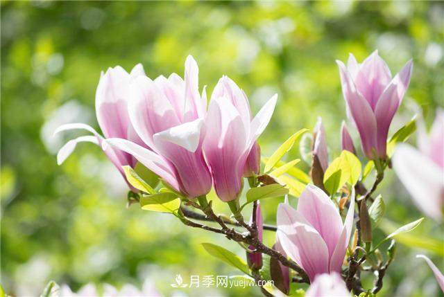 常見(jiàn)苗木植物知識普及之玉蘭(圖3)
