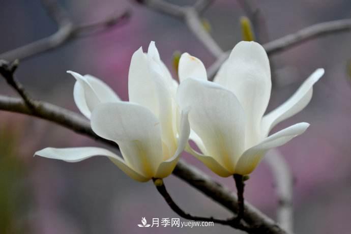紫玉蘭、白玉蘭、二喬玉蘭、飛黃玉蘭、廣玉蘭等玉蘭怎么分辨？(圖1)