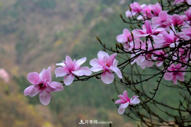紫玉蘭、白玉蘭、二喬玉蘭、飛黃玉蘭、廣玉蘭等玉蘭怎么分辨？(圖10)
