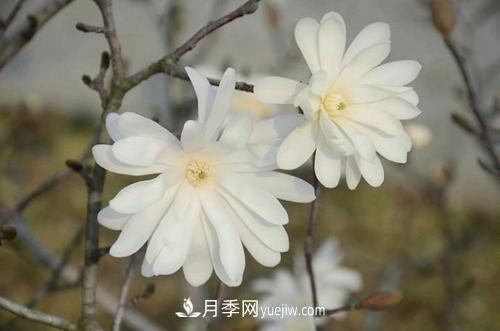 紫玉蘭、白玉蘭、二喬玉蘭、飛黃玉蘭、廣玉蘭等玉蘭怎么分辨？(圖14)