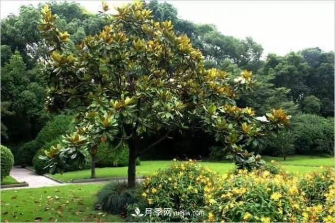 紫玉蘭、白玉蘭、二喬玉蘭、飛黃玉蘭、廣玉蘭等玉蘭怎么分辨？(圖13)