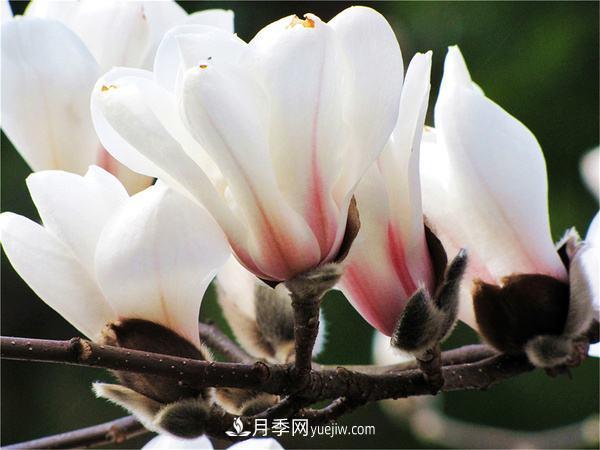 紫玉蘭、白玉蘭、二喬玉蘭、飛黃玉蘭、廣玉蘭等玉蘭怎么分辨？(圖15)