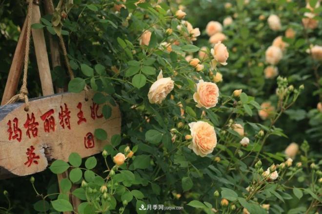 耐看的10種月季：非常養眼，你養過(guò)幾種(圖3)