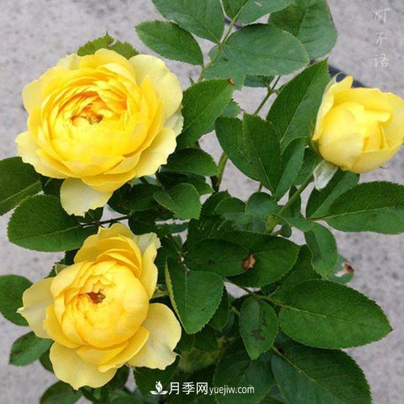 這6種月季，抗病強花量大還耐曬，養一棵就很美(圖2)
