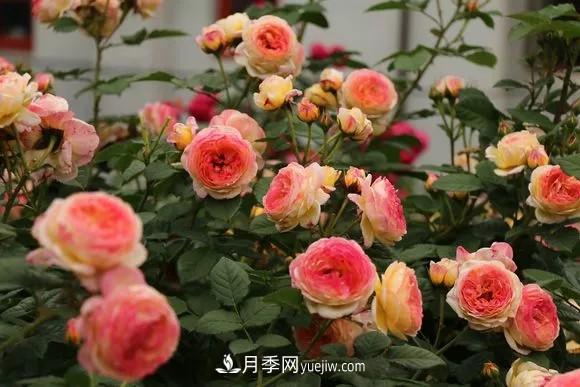這6種月季，抗病強花量大還耐曬，養一棵就很美(圖1)