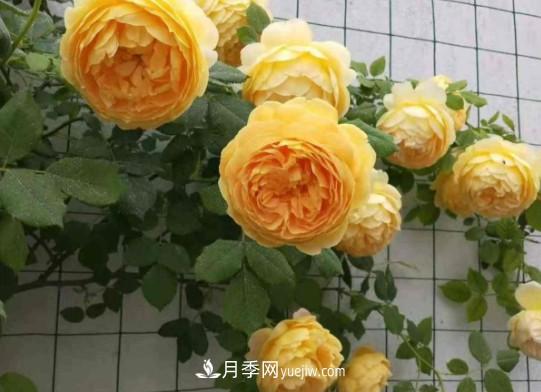 這6種月季，抗病強花量大還耐曬，養一棵就很美(圖6)
