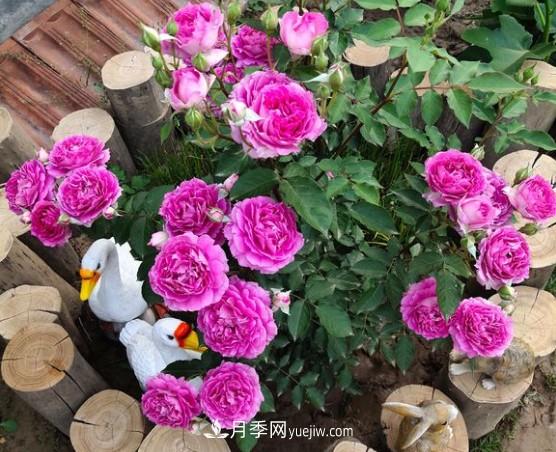 這6種月季，抗病強花量大還耐曬，養一棵就很美(圖5)