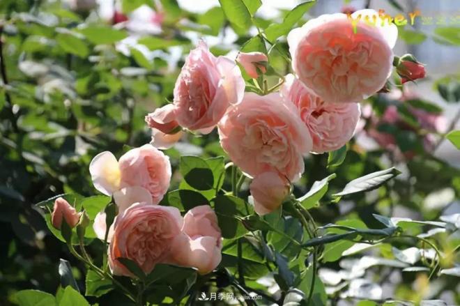 這6種月季，抗病強花量大還耐曬，養一棵就很美(圖7)