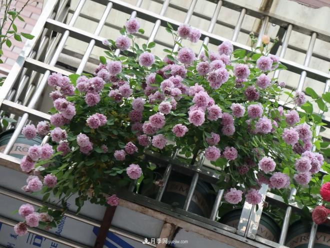 這6種月季，抗病強花量大還耐曬，養一棵就很美(圖8)