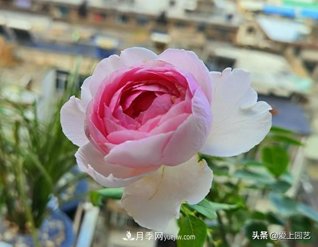 無(wú)伊芙不月季，哪種伊芙月季***值得入手？(圖2)