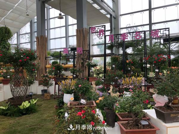 第十屆中國月季展覽會(huì )南陽(yáng)市榮獲獎項40余項(圖2)