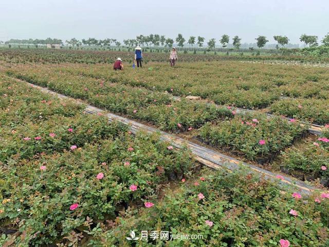 萬(wàn)景月季，提高月季裸根苗成活率的六大絕招(圖1)
