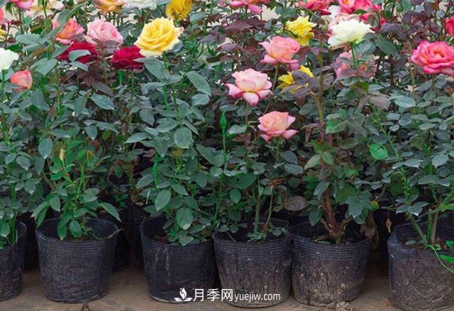 月季花的灑水的注意事項有哪些？(圖1)
