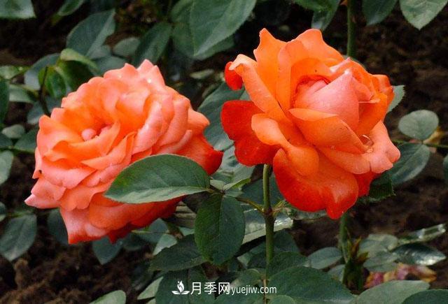 月季花的施肥方法是什么？(圖1)