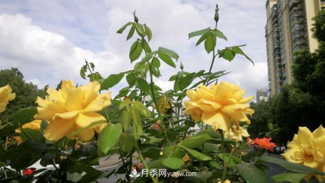 一路花開(kāi)一路美景 杭州高架月季正當時(shí)(圖2)