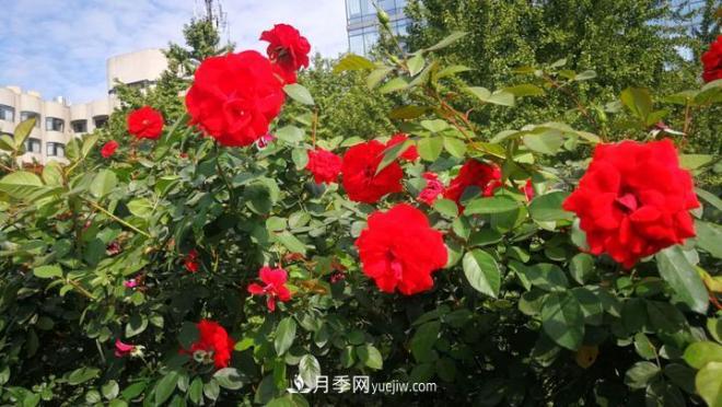 一路花開(kāi)一路美景 杭州高架月季正當時(shí)(圖3)