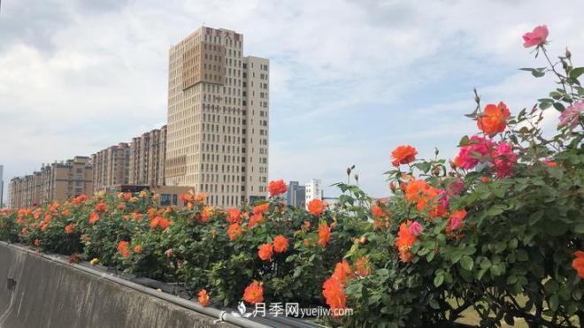 一路花開(kāi)一路美景 杭州高架月季正當時(shí)(圖4)