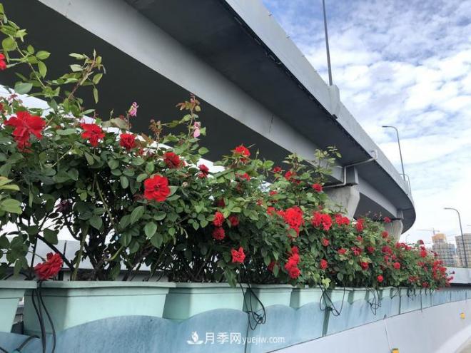 一路花開(kāi)一路美景 杭州高架月季正當時(shí)(圖5)