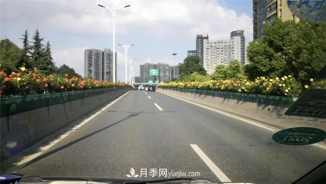 一路花開(kāi)一路美景 杭州高架月季正當時(shí)(圖1)