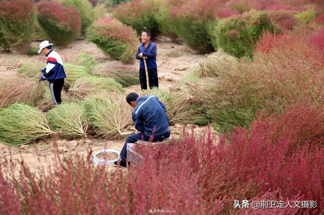 山西臨汾65歲農民大叔種“彩色草”，編織致富夢(mèng)年收入10萬(wàn)元(圖4)