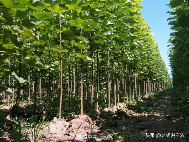 楸樹(shù)價(jià)格看漲，市價(jià)已經(jīng)達到3800元/立方，楸木為啥這么貴？(圖1)