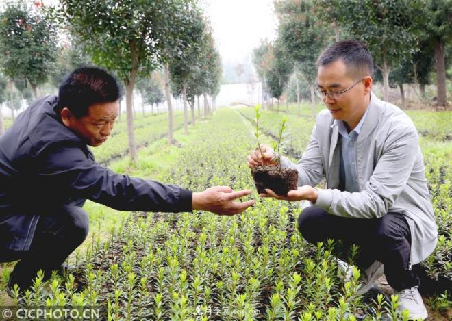 河南平頂山:花卉苗木種植助農增收(圖3) 河南平頂山:花卉苗木種植助農增收(圖3)