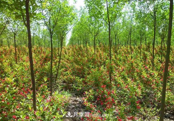 冬季苗木怕凍傷，提前養護準沒(méi)錯(圖1)