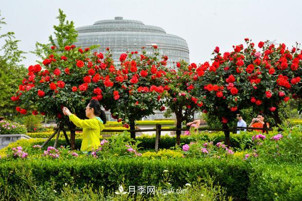 園林綠化的必選樹(shù)種，為何能夠在彩葉苗木市場(chǎng)中持續走俏？(圖3)
