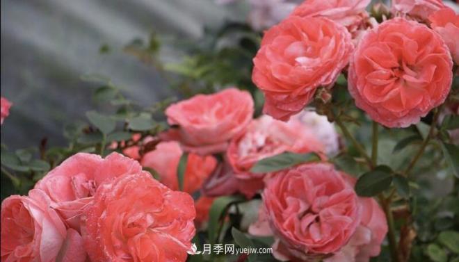 推薦15個(gè)受歡迎的月季品種，其實(shí)它們都有優(yōu)點(diǎn)缺點(diǎn)(圖10)