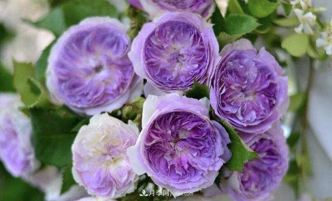 推薦15個(gè)受歡迎的月季品種，其實(shí)它們都有優(yōu)點(diǎn)缺點(diǎn)(圖13)