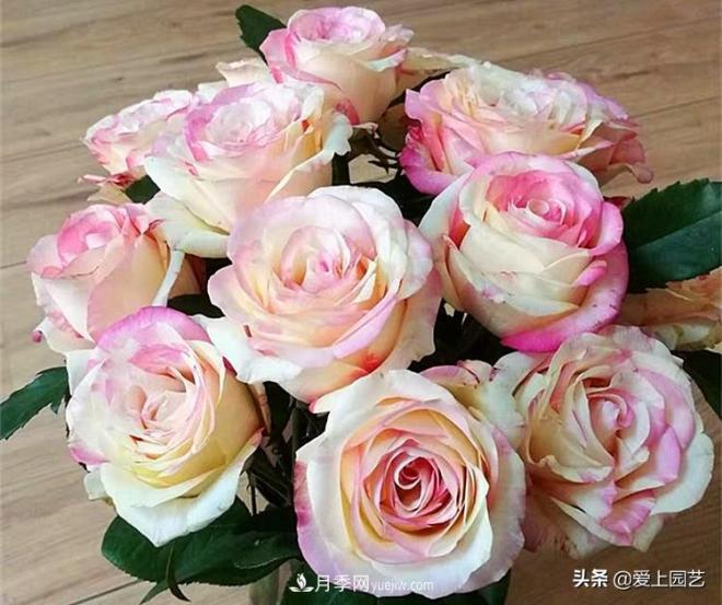 熱門(mén)月季品種已經(jīng)看膩了，不妨養幾棵小眾月季換個(gè)風(fēng)景(圖1)