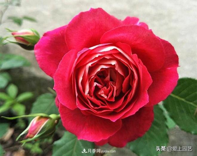 熱門(mén)月季品種已經(jīng)看膩了，不妨養幾棵小眾月季換個(gè)風(fēng)景(圖2)