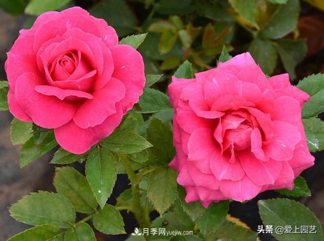 熱門(mén)月季品種已經(jīng)看膩了，不妨養幾棵小眾月季換個(gè)風(fēng)景(圖3)