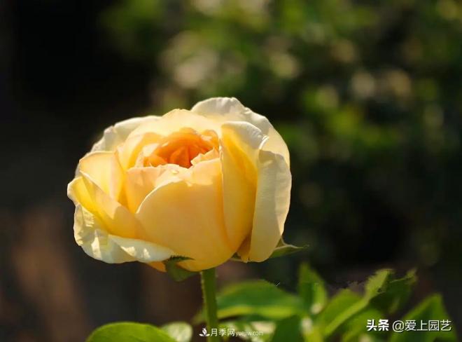 熱門(mén)月季品種已經(jīng)看膩了，不妨養幾棵小眾月季換個(gè)風(fēng)景(圖4)