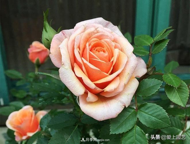熱門(mén)月季品種已經(jīng)看膩了，不妨養幾棵小眾月季換個(gè)風(fēng)景(圖5)