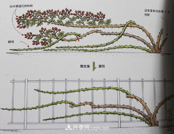 月季冬剪好還是春剪好？南北有區別，一起來(lái)學(xué)習吧(圖3)