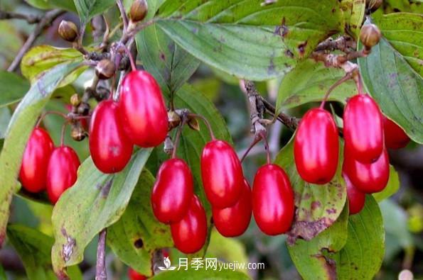 全國特產(chǎn)博覽——南陽(yáng)市特產(chǎn)(圖3)