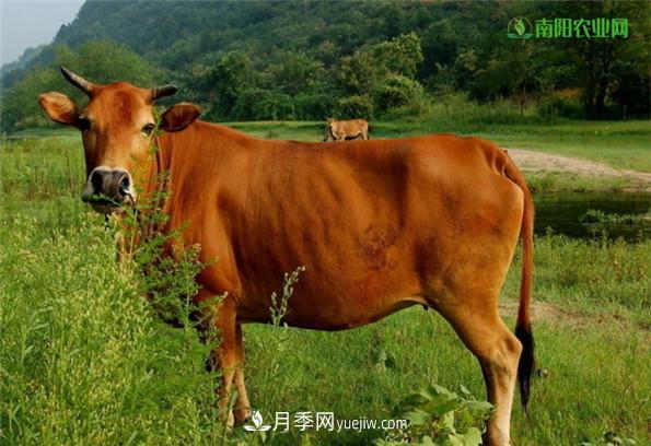 全國特產(chǎn)博覽——南陽(yáng)市特產(chǎn)(圖4)