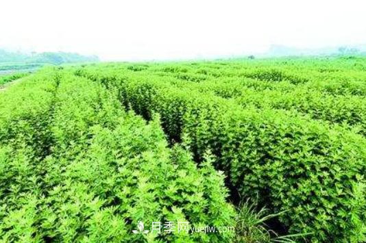 我的南陽(yáng) 全國超50%的艾草制品來(lái)自南陽(yáng)(圖1)