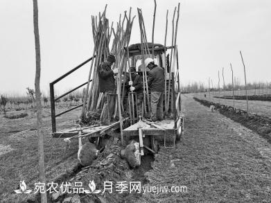 種苗木真牛！河南老鄉研制種樹(shù)機一天種下6000株(圖1)