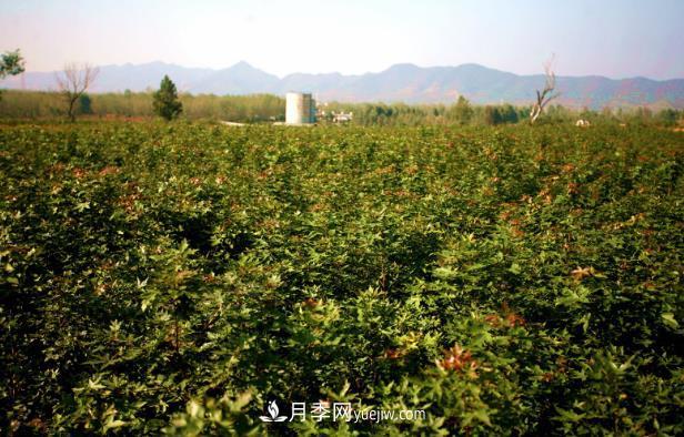 南陽(yáng)市內鄉縣五角楓玉蘭苗木基地(圖1)