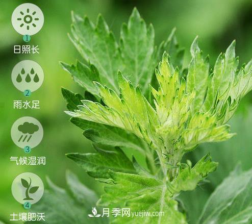 南陽(yáng)市開(kāi)展艾草基因組測序研究(圖1)