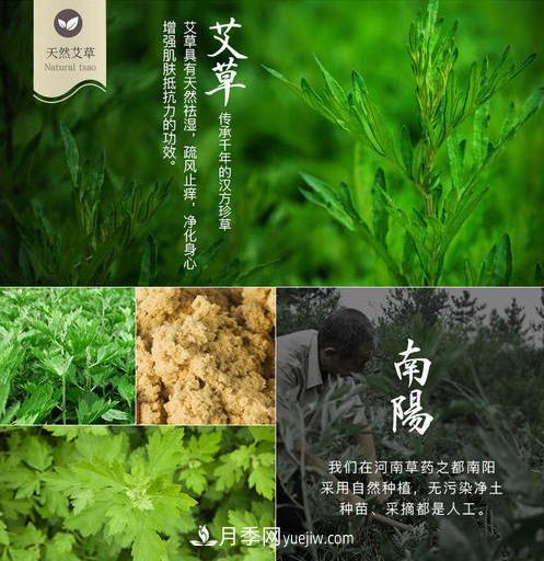 南陽(yáng)市開(kāi)展艾草基因組測序研究(圖2)