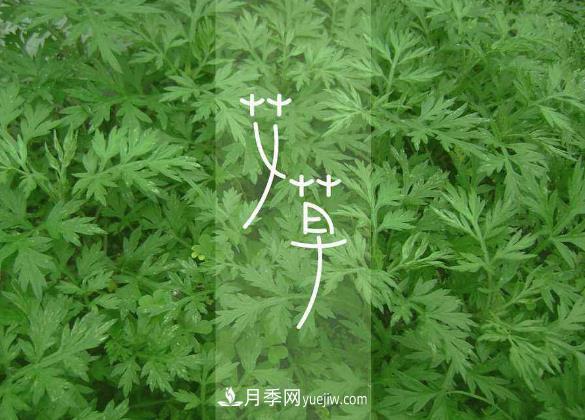 南陽(yáng)艾草種植有哪些養護要點(diǎn)(圖1)